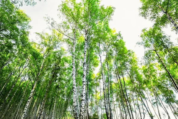 Verão na floresta de vidoeiro — Fotografia de Stock