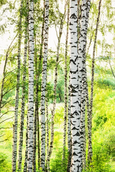 Summer in forest birch — Stock Photo, Image