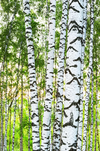 Nyáron erdő nyír — Stock Fotó