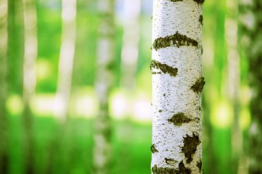 Yaz aylarında huş ağacı orman