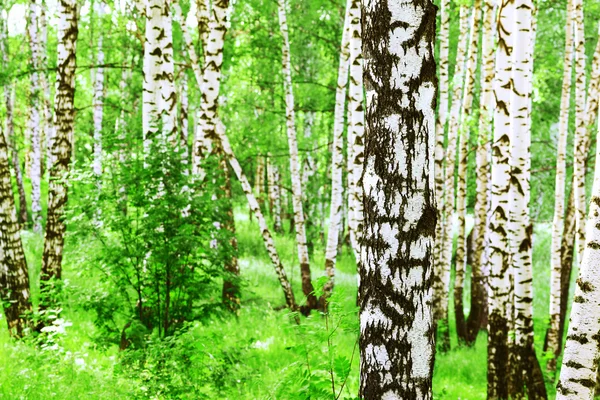 Summer in birch forest — Stock Photo, Image