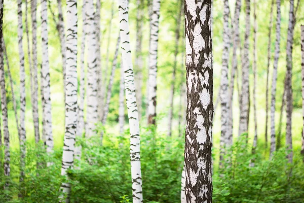 Verão na floresta de vidoeiro — Fotografia de Stock