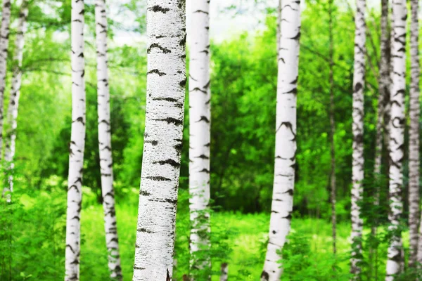 Sommer im Birkenwald — Stockfoto