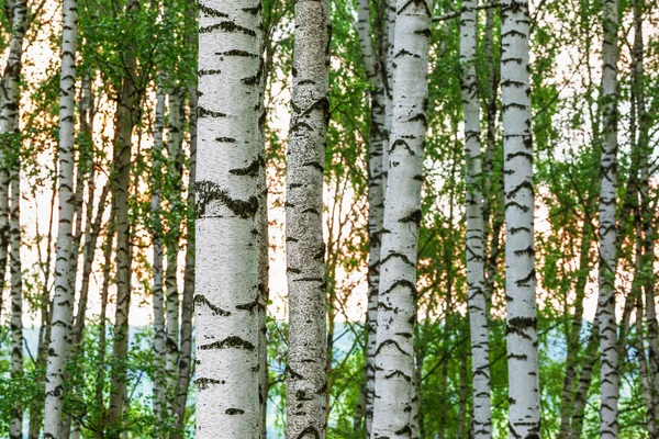 白樺の森の夏 — ストック写真