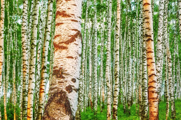 Summer in birch forest — Stock Photo, Image