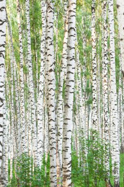 Yaz aylarında huş ağacı orman