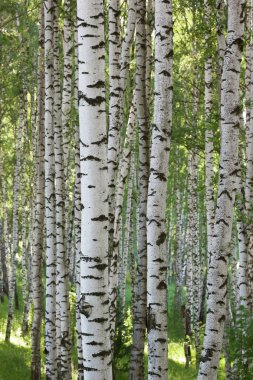 Yaz aylarında huş ağacı orman