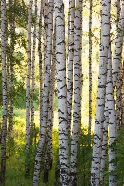 Yaz aylarında huş ağacı orman