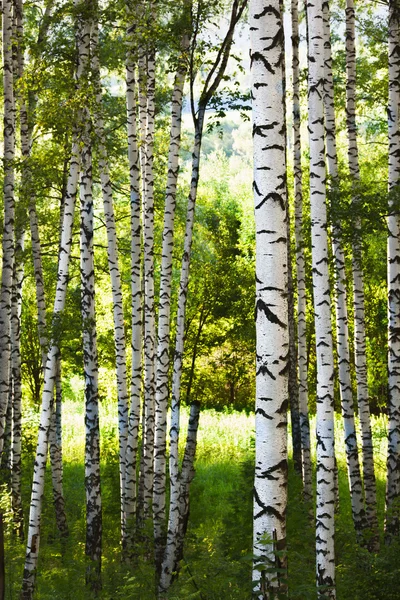 Sommer im Birkenwald — Stockfoto