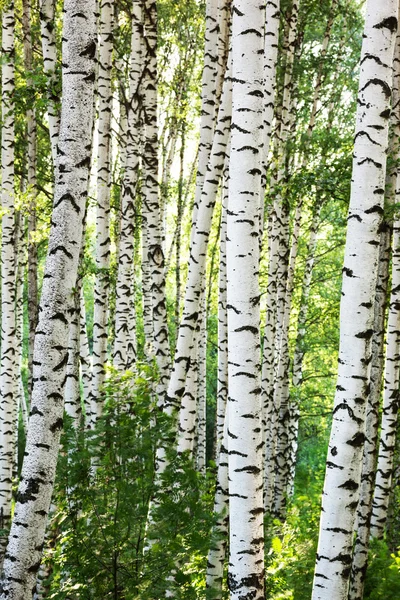 Summer birch forest — Stock Photo, Image