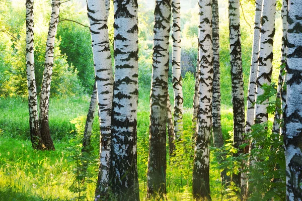 Estate nella foresta di betulle — Foto Stock