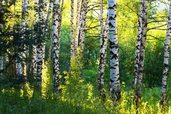 Sommar i björkskog — Stockfoto