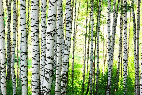 Verão na floresta de vidoeiro — Fotografia de Stock