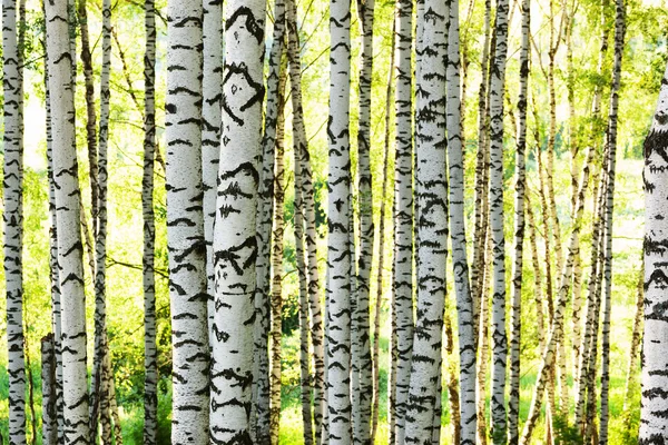 Verano en el bosque de abedul — Foto de Stock