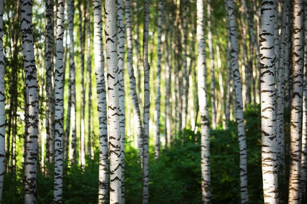 Verão na floresta de vidoeiro — Fotografia de Stock