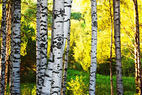 Sommer im Birkenwald — Stockfoto