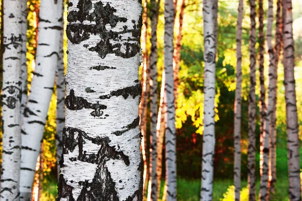 Sommer im Birkenwald — Stockfoto