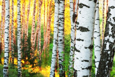 Yaz aylarında huş ağacı orman