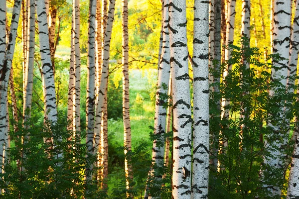 Літо в березовому лісі — стокове фото