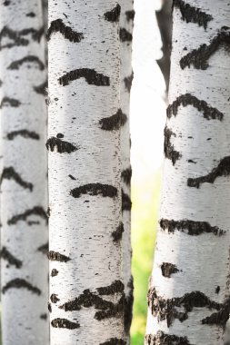 Yaz aylarında huş ağacı orman