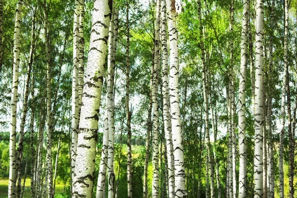 Betulla di foresta — Foto Stock