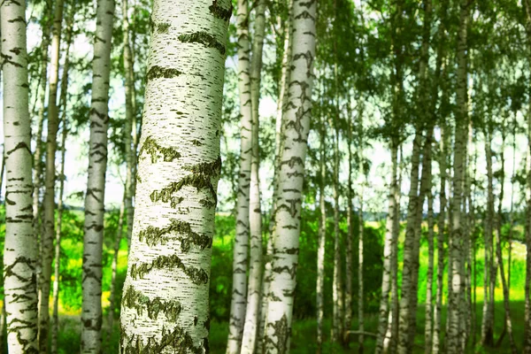 Las brzozowy — Zdjęcie stockowe