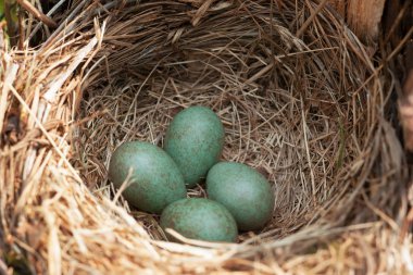 yumurta ile iç içe geçirme