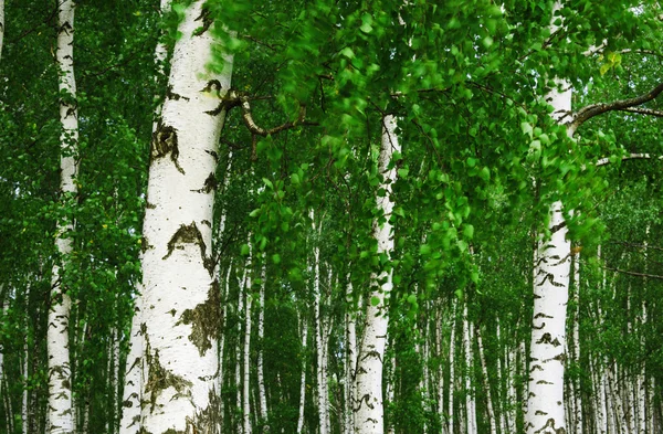 Betulla di foresta — Foto Stock