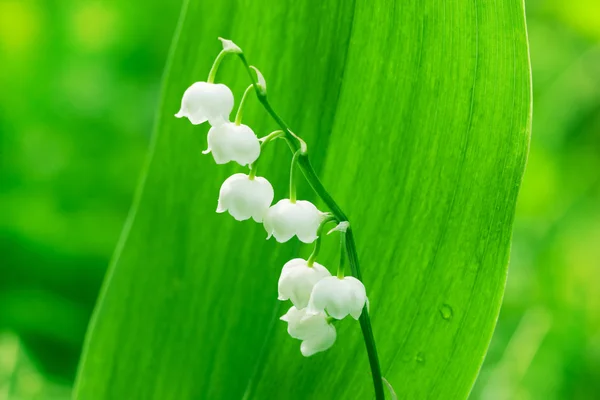 Lily van de vallei — Stockfoto