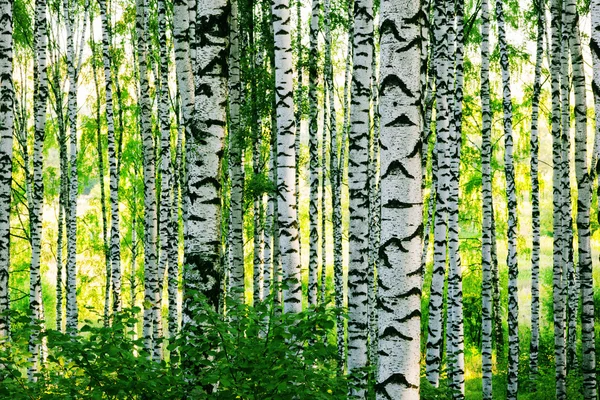 Orman huş — Stok fotoğraf