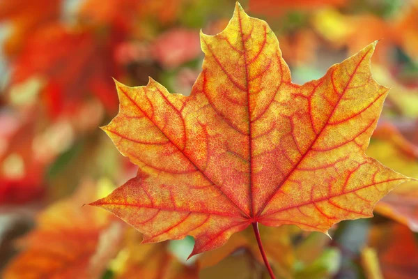 Ahornblätter in Herbstfarben — Stockfoto