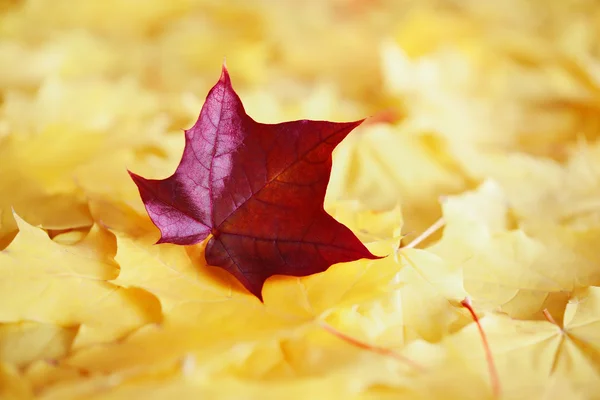 Foglie d'acero nei colori dell'autunno — Foto Stock