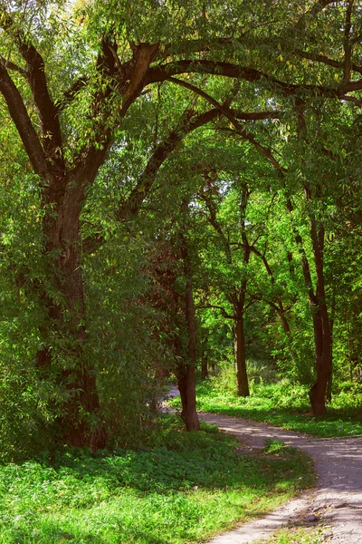 Floresta — Fotografia de Stock