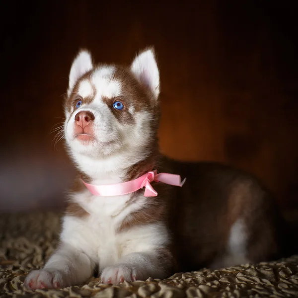 Filhote de cachorro marinho siberiano — Fotografia de Stock