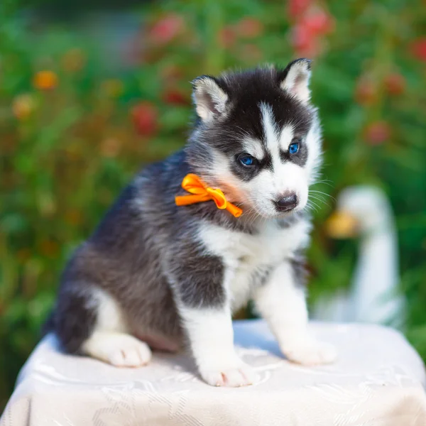 Siberiano husky cachorro —  Fotos de Stock