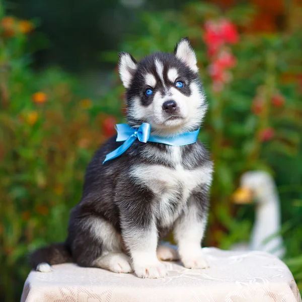 Szibériai husky kiskutya — Stock Fotó