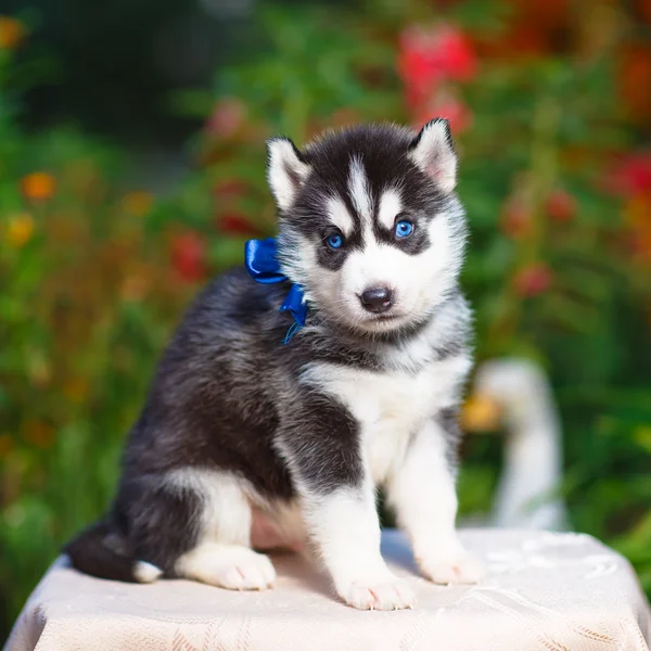 Sibirischer Husky-Welpe — Stockfoto