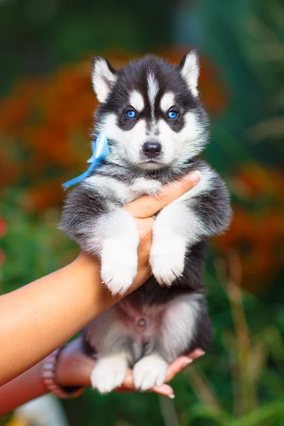 Filhote de cachorro marinho siberiano — Fotografia de Stock