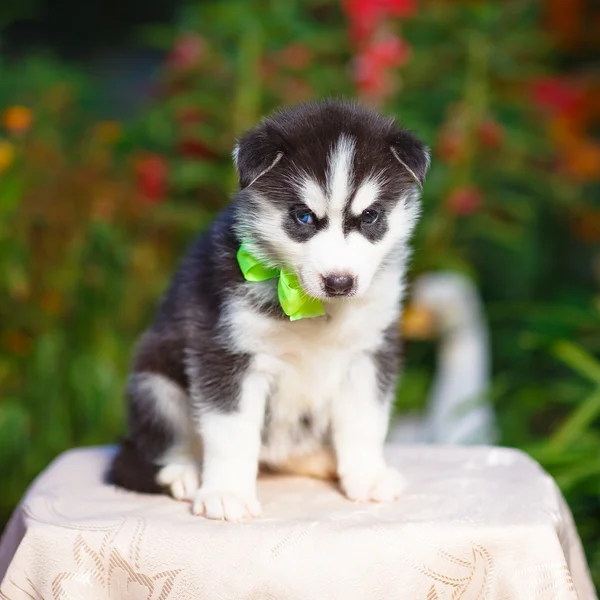 Siberiano husky cachorro —  Fotos de Stock