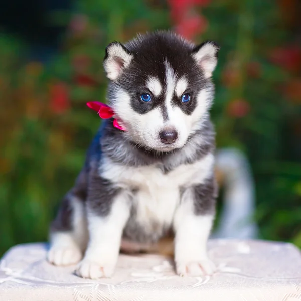 Siberiano husky cachorro —  Fotos de Stock