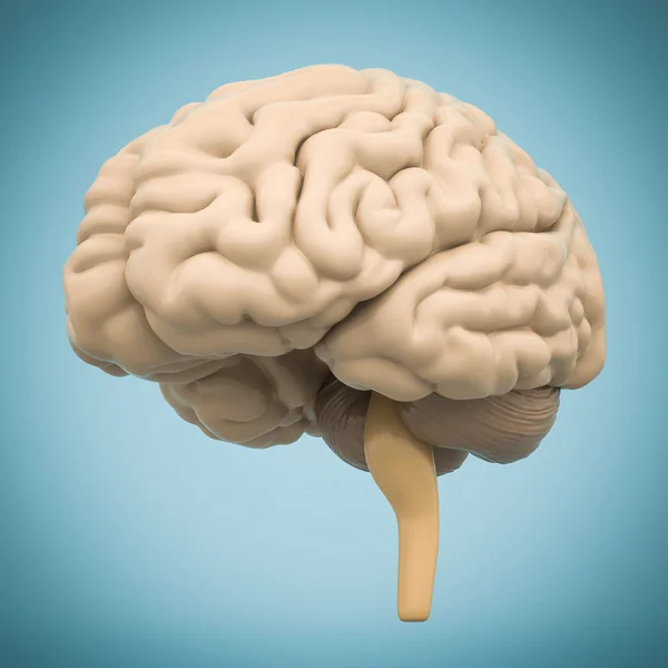 Model of the brain — Stock Photo, Image