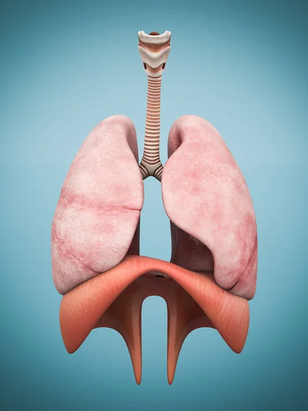 Model of the lungs — Stock Photo, Image