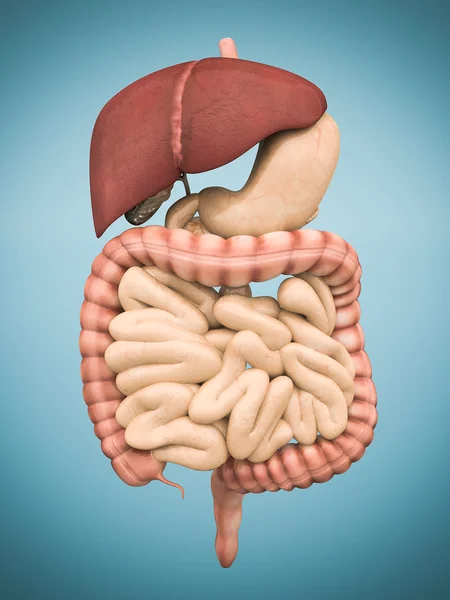 Model of the digestive system — Stock Photo, Image