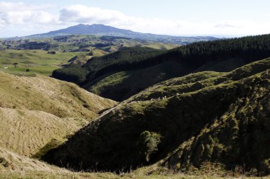 Yeni Zelanda manzara