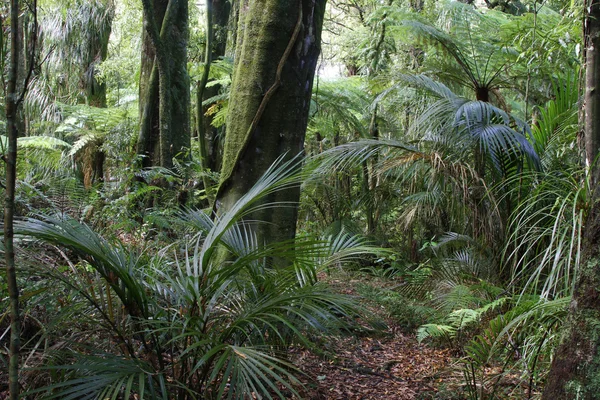 Foresta tropicale della giungla — Foto Stock