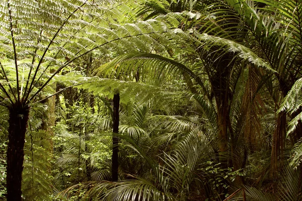 Grünes Dschungel-Laub — Stockfoto