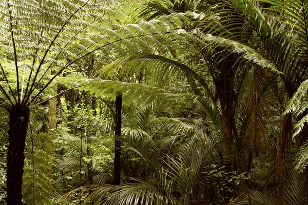 Groene jungle gebladerte — Stockfoto