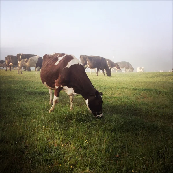 Vacas em paddock — Fotografia de Stock