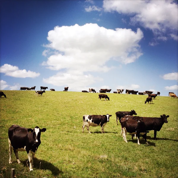 NZ süt inekleri — Stok fotoğraf