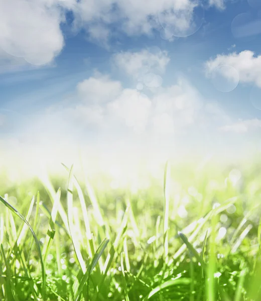 Spring grass scene — Stock Photo, Image